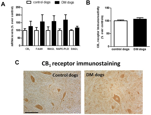 Status of CB1 receptors in spinal samples of DM-affected dogs. Gene expression for the CB1 receptor (CNR1) and NAPE-PLD, DAGL, FAAH and MAGL measured by qPCR (A), and representative microphotographs for CB1 receptor immunostaining using DAB (C) and its quantification in the grey matter in the ventral horn (B), in the spinal cord samples (for qPCR) or T7-T10 sections (for immunostaining) of DM-affected and age-matched control dogs. Values are expressed as means±s.e.m. for 7-8 animals per group. Data were analysed using the unpaired Student's t-test. Scale bar: 150 µm.