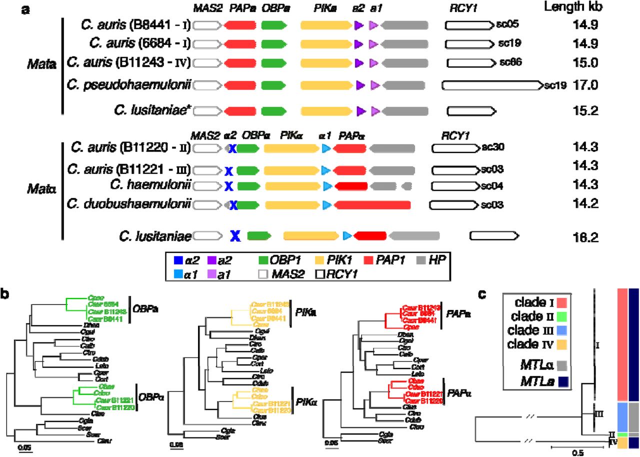 Identification of Mating-type loci (MTL) in Candida auris and closely related species. (a) Synteny schema depicting orientation and conservation of the color-coded MTL idiomorphs and genes adjacent to the MTL. The putative MTL in C. auris, C. haemulonii, C. duobushaemulonii, and C. pseudohaemulonii are shown in comparison with the MTLa and MTLα idiomorphs from C. lusitaniae. (b) Phylogenetic analysis of the non-mating flanking genes (PIK1/OBP1/PAP1) showing the inheritance of idiomorphs of these genes within the MTLa and MTLα loci. Branch lengths indicate the mean number of changes per site. (c) Phylogenetic tree of C. auris isolates from Lockhart et al. 2016. Isolates are color-coded according the clades (I, II, III and IV) and mating type (MTLa and MTLα). Figure S3 shows isolates, origin and the normalized depth read coverage of mapped positions for all isolates aligned to B8441 (MTLa) and B11221 (MTLα), supporting the classification into MTLa or MTLα.
