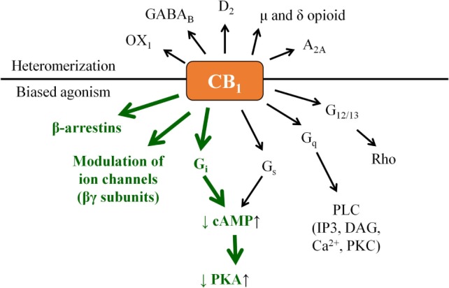 “Classical” CB1 signaling (green) and beyond: examples for biased agonism and heteromerization. Note that besides the presented complexity, actual biological action of a given CB1 modulator may also depend on its capability to penetrate through the cell membrane. Theoretically, cell-penetrating agonists/antagonists (i.e., ones being capable to act on both the surface membrane and mitochondrial CB1) and their extracellularly restricted variants (i.e., ones targeting exclusively the surface membrane subset of CB1) may also exert differential biological actions; however, such comparisons remain to be performed in future targeted studies.