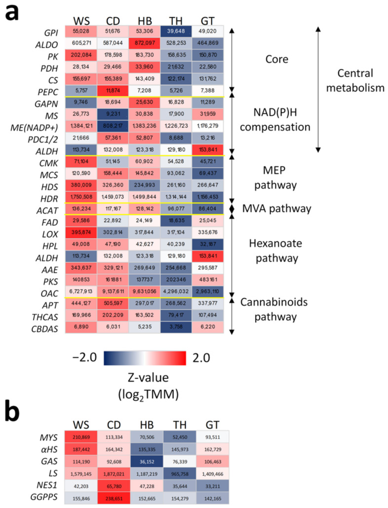 Biosynthetic profiles of Cannabis cultivars. (a) Cultivar-normalized expression heatmap of significantly regulated genes encoding metabolic enzymes involved in cannabinoid and terpene biosynthesis. The heatmap is based on the total expression values of genes that encode enzymes with the same products. The total gene expression values (TMM as units) are also given in each cell. Note that ALDH is associated with both NAD(P)H compensation and the hexanoate pathway. (b) Similar heatmap for key TPSs, including those shortlisted for functional validation. For the full names for all enzymes and metabolites, refer to Figure 1 and Figure 2. Refer to Table S8 for the gene IDs involved.