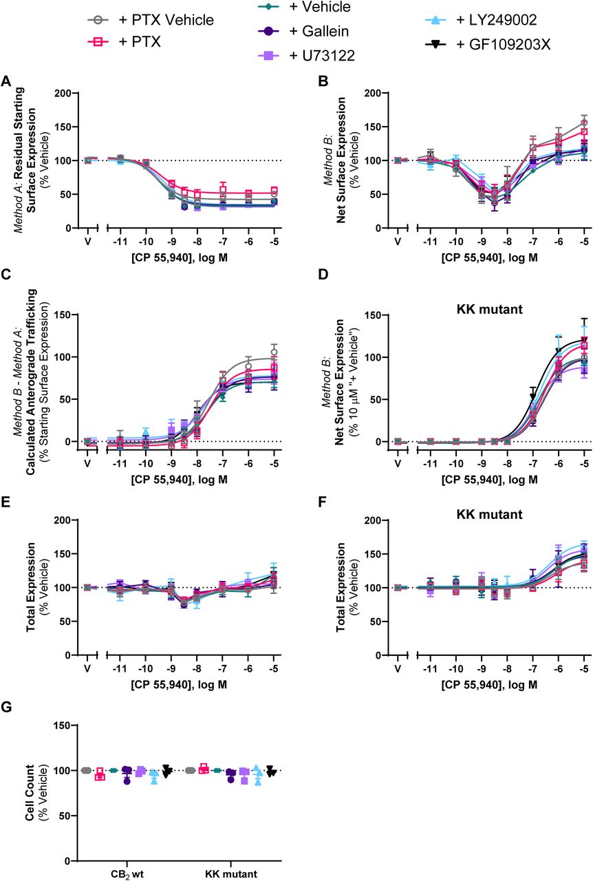 CB2 wt and KK mutant trafficking in response to CP 55,940 in the presence of various signalling inhibitors HEK cells stably expressing CB2 wt (A, B, C, E) or KK mutant (D, F) were treated with a CP 55,940 dilution series for 3 h, in the absence or presence of various signalling inhibitors, and were labelled to measure(A) residual starting surface expression (Method A), (B, D) net surface expression (Method B), or (E, F) total receptor expression. (C) Calculated CB2 wt anterograde trafficking (Method B – Method A). (G) Average cell count from panels E and F. Data are presented as mean ± SEM from three independent experiments (except inhibitor vehicle in A-D, n=6).