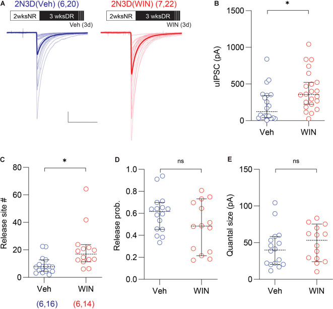 Cannabinoid agonist mimics light exposure in increasing the uIPSC amplitude and the number of synaptic release sites. (A) Superimposed traces are uIPSCs from 2N3D mice systemically injected with the cannabinoid-1 (CB1) receptor agonist WIN 55,212-2 (WIN; 10 mg/kg, I.P.: red) or vehicle (Veh: blue) for 3 days. Group grand averages are depicted with thick lines. Scale bars: 100 pA and 50 ms. (B) Larger uIPSCs amplitude in 2N3D mice injected with WIN. (C–E) The number of release sites (C), but not the release probability (D), or the quantal size (E) increased after the systematic administration of WIN. Circles represent individual cases, horizontal bars indicate the median with 95% CI. The number of mice and analyzed cell pairs are indicated in parentheses. Asterisks indicate p < 0.05. ns: not significant.
