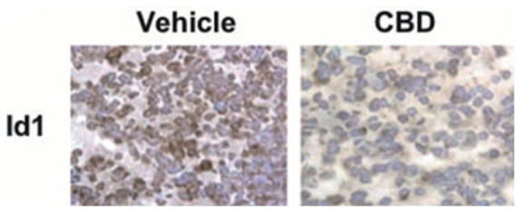 CBD-induced inhibition of Id-1. Immunohistochemical detection of Id1 on lung tissue (left) using vehicle and CBD treated 4T1-derived tumors (right) 73 (Republished after obtaining permission from the author and journal).