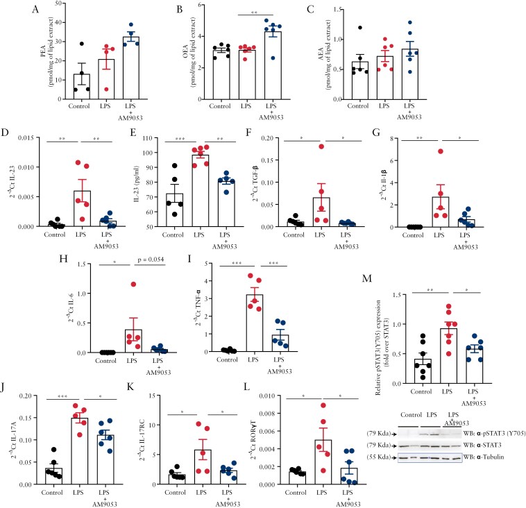 AM9053 inhibits IL-23 signaling in bone marrow-derived macrophages (BMDMs). BMDMs were isolated from C57BL/6 wild-type mice. After 7 days of culturing, cells were first exposed to AM9053 (1 µM) for 1 h prior to treatment with lipopolysaccharide (LPS) (10 ng/mL) for 3 h. (A-C) Measurements of palmitoylethanolamide (PEA) (A), oleoylethanolamide (OEA) (B), and anandamide (AEA) (C) by LC-APCI-MS in naive macrophages, alone (control), treated with LPS and/or pretreated with AM9053 + LPS. The levels of AEs are reported as pmol/mg of lipid extract. Data are presented as means ± SEM of n = 6 independent experiments obtained from 6 mice in which outliers have been removed by ROUT test. **p ≤ 0.01 as assessed by ONE-way analysis of variance (ANOVA) followed by Dunnett’s multiple comparisons. (D and E) IL-23 gene (D) and protein expressions (E) were evaluated by RT-qPCR and enzyme-linked immunosorbent assay (ELISA), respectively, in naive macrophages, alone (control), treated with LPS and pretreated with AM9053 + LPS. Results are calculated using the 2-ΔCt formula for RT-qPCR and expressed as pg/mL of IL-23 secretion in cell supernatants for ELISA. Data are presented as means ± SEM of n = 5-6 independent experiments obtained from 5 to 6 mice. **p ≤ 0.01 and ***p ≤ 0.001 as assessed by ONE-way ANOVA followed by Dunnett’s multiple comparisons. (F-L) Gene expressions of TGF-β (F), IL-1β (G), IL-6 (H), TNF-α (I), IL-17A (J), IL-17RC (K), and RORγT (L) were evaluated by RT-qPCR in naive macrophages, alone (control), treated with LPS and pretreated with AM9053 + LPS. Results are calculated using the 2-ΔCt formula. Data are presented as means ± SEM of n = 5-6 independent experiments obtained from 5 to 6 mice. *p ≤ 0.05, **p ≤ 0.01, and ***p ≤ 0.001 as assessed by 1-way ANOVA followed by Dunnett’s multiple comparisons. (M) pSTAT3(Y705) protein expression by western blot analysis in naive macrophages, alone (control), treated with LPS and pretreated with AM9053 + LPS and normalized on total STAT3 and/or tubulin. Representative immunoblots are reported on top of the graph. Data are presented as means ± SEM of n = 6-7 independent samples. *p ≤ 0.05 and **p ≤ 0.01 as assessed by ONE-way ANOVA followed by Dunnett’s multiple comparisons.