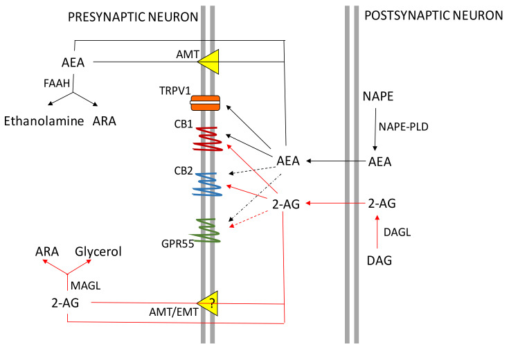 Schematic representation of the ECS in neurons. 2-AG: 2-arachidonoylglycerol; AEA: anandamide (N-arachidonoylethanolamide); ARA: Arachidonic acid; ATM: AEA membrane transporter; CB1: Type 1 cannabinoid receptor; CB2: Type 2 cannabinoid receptor; DAG: diacylglycerol; DAGL: DAG lipase ETM: endocannabinoid membrane transporter; FAAH; fatty acid amide hydrolase; GPR55: orphan G protein-coupled receptor 55; MAGL: monoacylglycerol lipase; NAPE: N-acylphosphatidylethanolamide; NAPE-PLD: NAPE-phospholipase D; TRPV1: transient receptor potential cation channel subfamily V member 1.