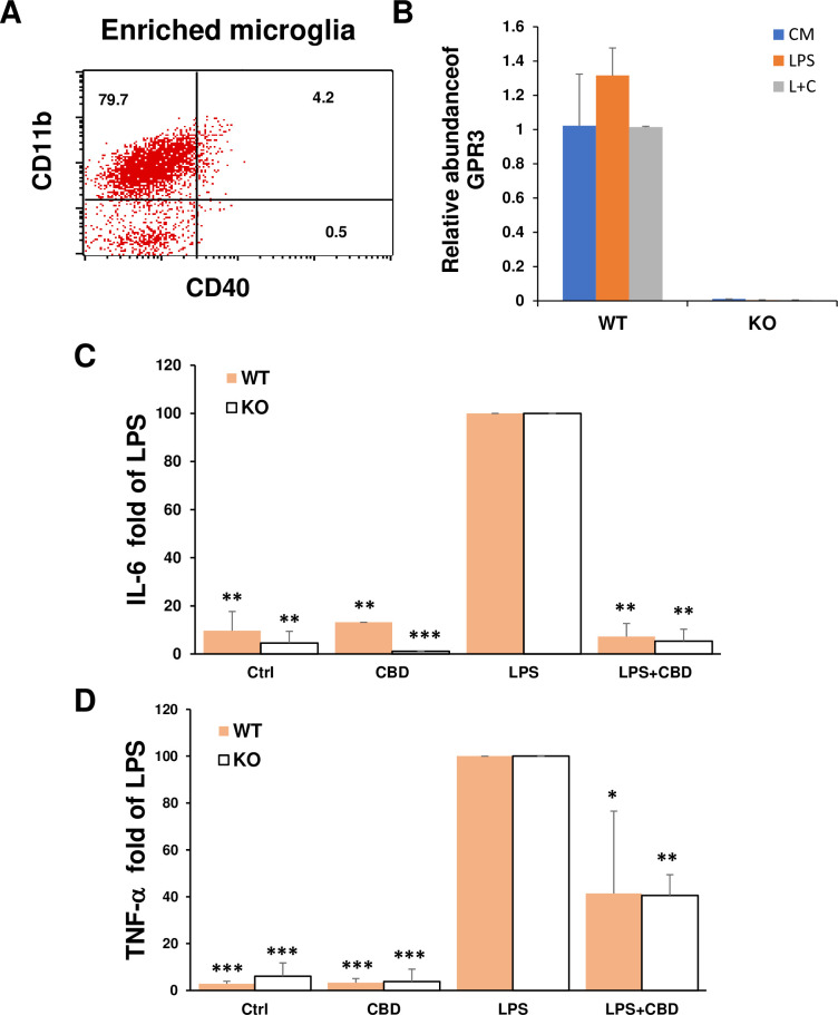 Microglia expressed GPR3 but the knockout of GPR3 did not prevent CBD inhibition of cytokine production after LPS stimulation.(A) Enriched resting microglial cells isolated as described in the Methods section were characterized as CD11b+ CD40- by flow cytometry. (B) The expression of GPR3 in microglia at mRNA levels. Microglia isolated from WT B6 mice or GPR3 KO mice were incubated with medium, 0.1 μg/ml LPS, or 10 μM CBD for 2 h followed by 0.1 μg/ml LPS (L+C). After 20h, mRNA levels of GPR3 were determined by RT-PCR and the relative abundance of GPR3 compared to housekeeping gene β-actin. (C, D) Microglial isolated from WT and GPR3 KO mice were incubated with medium or CBD for 2 h followed by LPS for an additional 20 h; the supernatants were collected for measurement of IL-6 and TNF-α by ELISA. The fold change of IL-6 (C) and TNF-α (D) in different cell culture supernatants compared to the supernatants in LPS stimulated microglia (as 100%) were calculated from 3 individual experiments. *p< 0.05, **p< 0.01 and *** p<0.001 compared to LPS using one-way ANOVA followed by Dunnett’s test.