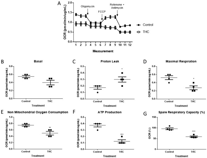 Mitochondrial respiration indices are impaired in HTR8/SVneo cells upon 48-h exposure to 20 µM THC. (A) Representative OCR tracing. (B–G) Mitochondrial parameters as indicated. The detection of OCR was performed with 4 biological replicates per experiment, for each treatment condition, and repeated 3 more times (see Supplemental Fig. 2 for experiments 2–4). Individual data (B–G), group mean and SEM (A–G) are shown. Significance was assessed by Student’s t-test (*P < 0.05, **P < 0.01, ***P < 0.001).