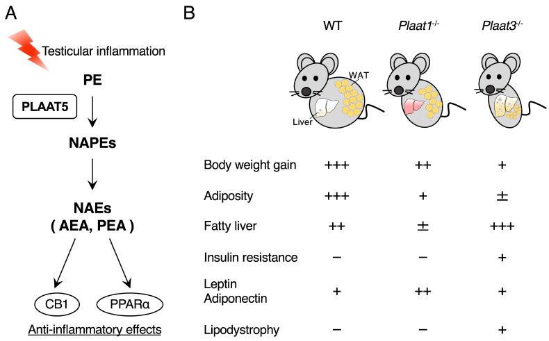 Physiological roles of the PLAAT proteins. (A) In the testicular inflammation model, NAEs biosynthesized by PLAAT5 exert anti-inflammatory effects through CB1 or PPARα. (B) The phenotypic comparison of WT, Plaat1−/− and Plaat3−/− mice following HFD feeding. Plaat1−/− and Plaat3−/− mice show resistance to HFD-induced obesity with distinct effects on the liver and WAT. The symbols +, −, and ± denote positive, negative, and weak phenotypes, respectively, and the number of these symbols indicates the severity of the phenotypes. For details, please see the text.