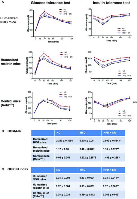 Glucose homeostasis in humanized NOG mice and humanized resistin mice. (A) Mice were fed with a normal diet or a high-fat diet; SR141716 was intraperitoneally injected for 8 weeks. Glucose tolerance test was measured at times 0, 15, 30, 45, 60, 90, and 120 min. Insulin tolerance test was measured at times 0, 15, 30, 45, 60, 90, and 120 min (*P < 0.05, ND versus HFD; **P < 0.05, HFD versus HFD + SR; n = 8 to 10) (B) Glucose (in milligrams per decaliter), insulin (in nanograms per milliliter) levels, HOMA-IR, and the QUICKI were determined (*P < 0.05, ND versus HFD; **P < 0.05, HFD versus HFD + SR; n = 8 to 10).
