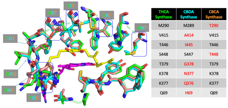 Structural alignment of THCA synthase crystal structure with homology models of CBDA and CBCA synthase showing amino acid differences in the active site. THCA synthase active site amino acid residues are shown in green, CBDA synthase residues shown in cyan and CBCA synthase residues shown in orange. CBGA ligand (shown in yellow) was docked into the THCA synthase active site while the FAD molecule is colored purple.