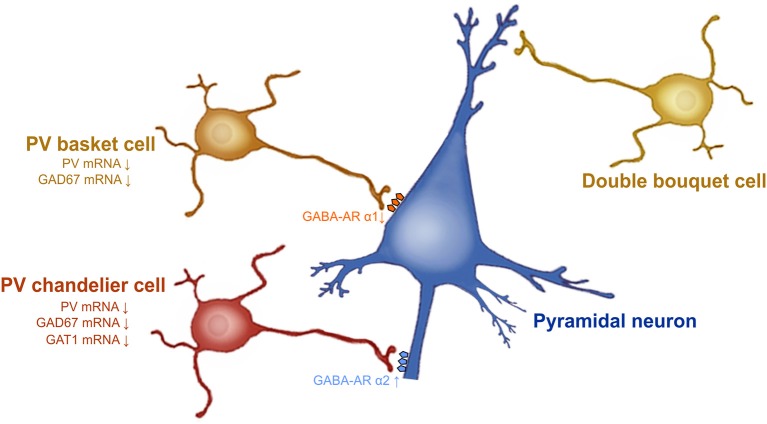 Prefrontal GABAergic function alteration in schizophrenia. GAD67 mRNA expression levels are decreased in PV-GABAergic neurons (i.e., chandelier and basket neurons) in the PFC. GAT-1 mRNA expression levels are reduced in the PV-GABAergic chandelier neurons. GABA-A α2 receptor subunits are increased in the AIS of pyramidal neurons and GABA-A α1 subunits are reduced at synapses from PV-GABAergic basket neurons, as a compensatory response to reduced GABA synthesis and extracellular GABA concentrations. Figure modified from (60).