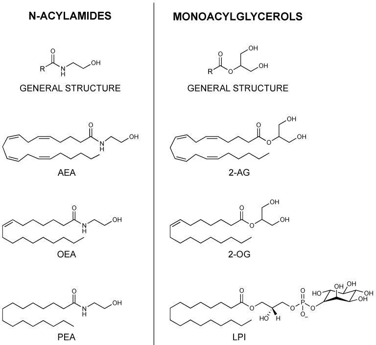General structure and examples of the two principal eCBome ligand families: N-acylamides and monoacylglycerols. Anandamide, AEA; 2-arachidonoylglycerol, 2-AG; oleoylethanolamide, OEA; 2-oleoylglycerol, 2-OG; palmitoylethanolamide, PEA; lysophosphatidylinositol, LPI.