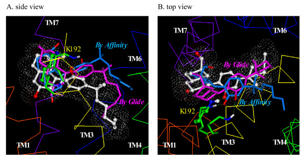 Side (A) and top (B) views of the overlay of the docking modes of CP55244 determined using Glide/Prime (in lavender), Affinity/SA (in cyan) and the previously published CP55244 docking mode (in white). The CB1 receptor helical backbone is represented in Cα trace format. TM1 through TM7 are colored in red, orange, yellow, green, cyan, blue and purple, and the extracellular loops are colored in magenta.