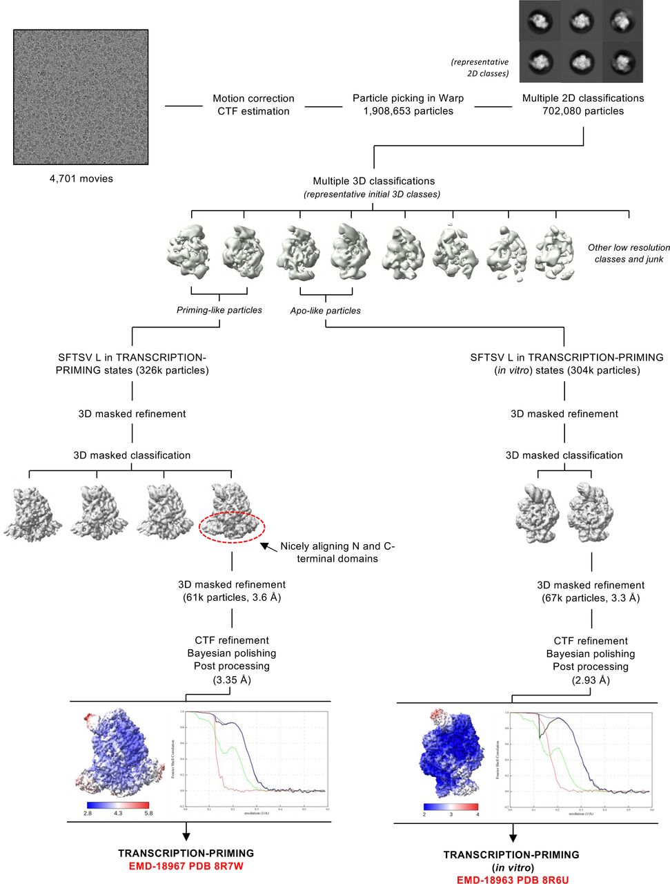Image processing strategy to obtain TRANSCRIPTION-PRIMING and TRANSCRIPTION-PRIMING (in vitro) structures.Schematic representation of the image processing strategy used with the data collected on a Titan Krios G3 equipped with a Gatan K3 BioQuantum detector to obtain the TRANSCRIPTION-PRIMING and TRANSCRIPTION-PRIMING (in vitro) structures. Representative micrographs, 2D class averages, and 3D class averages are displayed. All processing steps, including 2D classification, 3D classification, 3D refinement, and post-processing were completed in RELION with the exception of the TRANSCRIPTION-PRIMING structure, the map for which was further processed in LocScale in CCP-EM. Local resolution EM maps are coloured according to the resolution key shown. Fourier shell correlation curves (FSC) curves are also displayed.