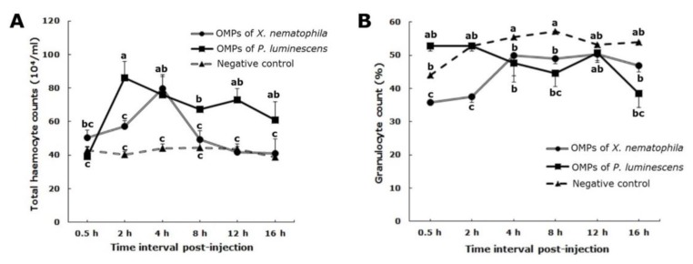 Changes in the patterns of cellular defense elements in fifth instar larvae of Spodoptera exigua after injection with outer membrane proteins of either Xenorhabdus nematophila or Photorhabdus luminescens, (A) total haemocyte count, (B) granulocyte percentage. Each measurement consists of eight replications. The vertical bars represent the standard error of the means. Different letters above the error bars indicate a significant difference of interactive effect means between outer membrane proteins from the two bacterial species × interval times at α = 0.05 (Slicing test).