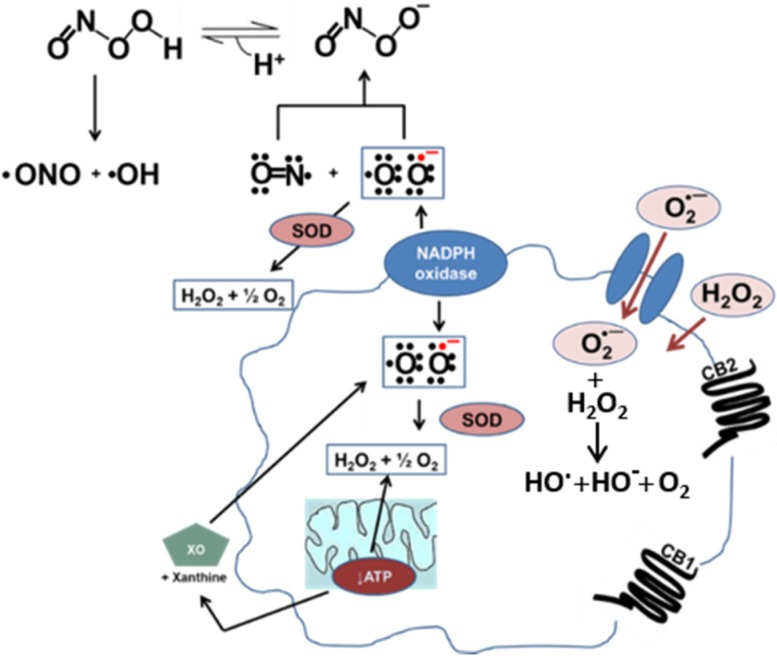 Oxidative stress in vascular cells. Nitric oxide (NO) and superoxide (O2·−) combine to make peroxynitrite (ONOO−) at a diffusion-limited rate. Superoxide is rapidly metabolized by superoxide dismutase (SOD) present in mitochondria, cytoplasm, and extracellular space. Alternatively, xanthine oxidase (XO) can produce superoxide as a byproduct of its activity. In a diseased vessel, these molecules can become toxic to the cell. Because of its negative charge O2·− crosses lipid membranes via ion channels, whereas H2O2 can passively diffuse through the lipid bilayer. Activation of the CB1 receptor can enhance ROS and pro-inflammatory cytokine production. On the other hand, activation of the CB2 receptor is a protective mechanism due to the increased production of anti-inflammatory cytokines.