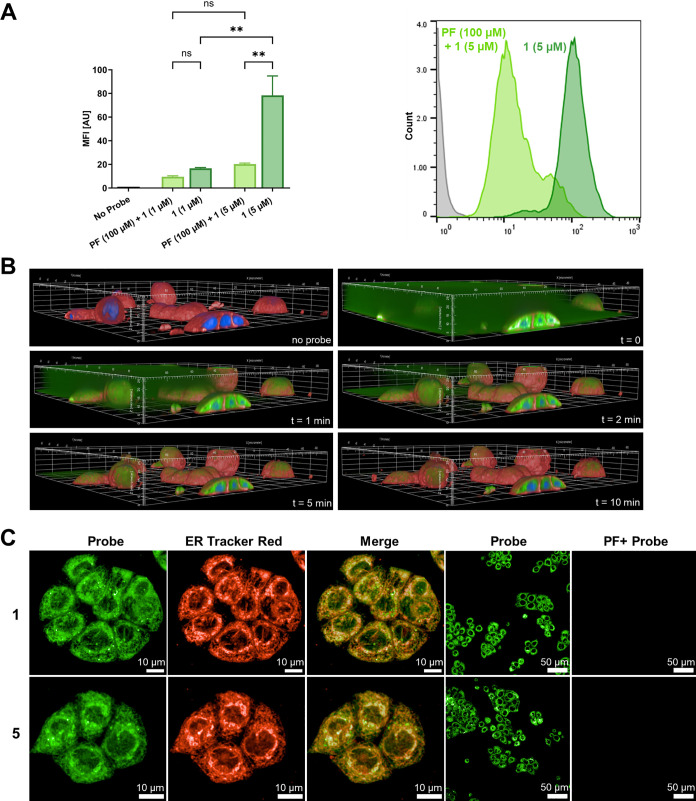 (A) Mean fluorescence intensity (MFI) in the flow cytometry analysis of HT-29 cells with probe 1. Data was confirmed in two independent experiments, triplicate determination per condition. A one-way ANOVA test was performed. ** indicates p < 0.005. Histogram of HT-29 cells: negative control (gray), incubation with 1 (5 μM) for 60 min with preincubation of MAGL inhibitor, PF (100 μM; bright green), without blocking (dark green). (B) Uptake process of probe 1 in live HT-29 cells without washing. Three-dimensional confocal microscopic image composite with staining of nuclei (Hoechst; blue), cell membrane (CellMask-A647; Invitrogen; red), and probe 1 (green). Images were acquired using a 63× water immersion objective. Each of the z-stacks consists of 50 confocal planes at a plane distance of 0.5 μm. One field of view is illustrated (200 μm × 200 μm × 25 μm). (C) Confocal live cell microscopy of HT-29 cells revealed the colocalization of MAGL probes 1 and 5 (150 nM, FITC channel) and endoplasmic reticulum ER-tracker (ER-Tracker Red; Invitrogen, Cy3 channel). Preincubation with PF (10 μM) blocks the fluorescence signal.