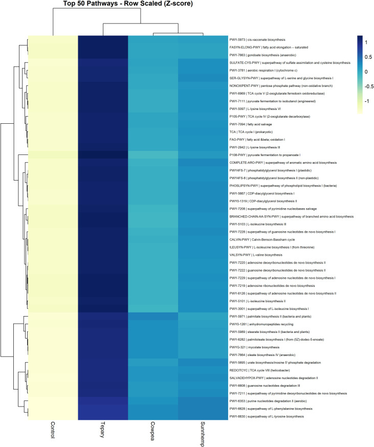 Heatmap graphic showing the top fifty metabolic pathways with hierarchical clustering based on row-scaled Z-scores across four study groups: Control, Tepary, Cowpea, and Sunhemp. Pathway names are listed on the right, and color intensity represents Z-score values from negative one to positive one, with a gradient from light yellow (low) to dark blue (high). Dendrograms indicate clustering by pathway similarity and treatment group.