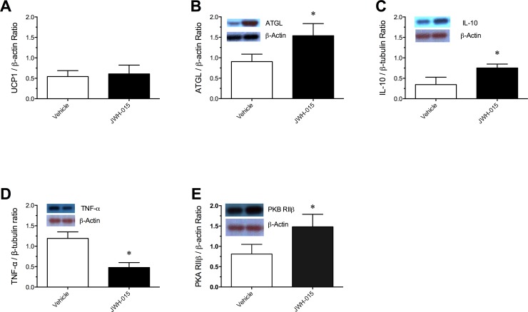Western blot detection of Uncoupling protein 1 (UCP1) (A) protein expression in the brown adipose tissue, and adipose tissue triglyceride lipase (ATGL) (B) interleukin-10 (IL-10) (C), tumor necrosis factor-alpha (TNF-α) (D), and protein kinase A (PKA) RIIβ protein expression in the abdominal white adipose tissue from diet induced obese mice treated with Vehicle or 10 mg/kg/day JWH-015 for 21 days.Representative western blot from a single animal following the above treatments. Signals from each animal quantified and peptide expression shown as a ratio of housekeeping gene β-Actin (Uncoupling protein 1, adipose tissue triglyceride lipase, and protein kinase A RIIβ) and with β-tubulin (interleukin-10 and tumor necrosis factor-alpha). Results are expressed as mean ± SEM. *P < 0.05, significantly different from Vehicle.