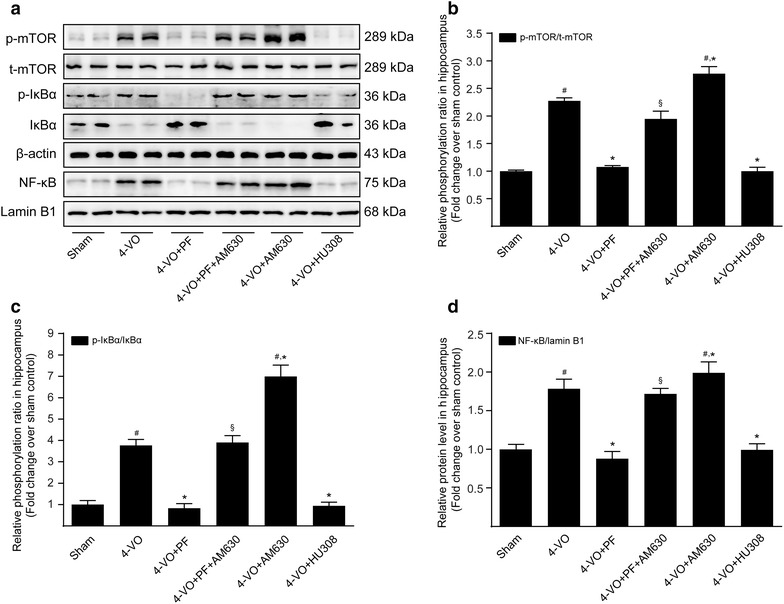 Effects of paeoniflorin on mTOR/NF-κB signaling pathway in hippocampi of rats after cerebral ischemia. One week after four-vessel occlusion (4-VO) surgery, rats were intraperitoneally administered saline (4-VO), paeoniflorin (4-VO+PF; 40 mg/kg/day), paeoniflorin+AM630 (4-VO+PF+AM630; 40 + 3 mg/kg/day), AM630 (4-VO+AM630; 3 mg/kg/day) or HU308 (4-VO+HU308; 3 mg/kg/day) for consecutive 28 days. a Representative Western blotting photographs showing protein levels of p-mTOR, mTOR, p-IκBα, IκBα and β-actin in cytoplasmic fractions and NF-κB p65 and lamin B1 in nuclear fractions of hippocampus tissues of rats. The β-actin and lamin B1 protein levels served as internal controls, respectively, for cytoplasmic extracts and nuclear extracts. Levels of phosphorylated b mTOR and c IκBα in cytoplasmic extracts, and of d NF-κB p65 in nuclear extracts, were converted to arbitrary densitometric units, normalized by the value of the corresponding loading control and expressed relative to the phosphorylation ratio or to the protein level in sham-operated group (defined as 1-fold). Each bar represents mean ± SD of three independent experiments. n = 6 rats per group. #P < 0.05 versus sham group, *P < 0.05 versus 4-VO model group, §P < 0.05 versus 4-VO+PF group