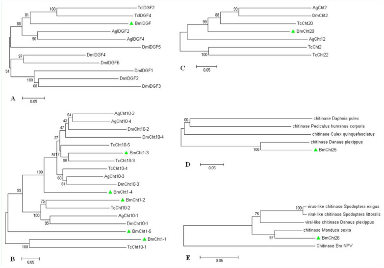 In-group phylogenetic analyses of BmIDGF (A), BmCht10 (B), BmCht20 (C), BmCht25 (D), BmCht26 (E). Neighborjoining trees were constructed with selected group members of the catalytic domains. Sequences used for the analysis are: (A– C) Protein accession numbers are shown in Figure 1. (D) Culex quinquefasciatus chitinase XP_00186961 7.1, Danaus plexippus chitinase EHJ68452.1, Daphnia pulex chitinase EFX69014.1, Pediculus humanus corporis chitinase XP_002428336.1. (E) BmNPV chitinase NP_047523.1, Manduca sexta chitinase-h ABB88891.1, Danaus plexippus viral-like chitinase EHJ71822.1, Spodoptera littoralis viral-like chitinase ABA06505.1, Spodoptera exigua virus-like chitinase ADI24347.1. High quality figures are available online.