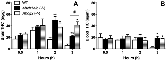 Abcb1a/b (−/−) and Abcg2 (−/−) mice display higher brain and blood THC levels compared to WT mice.Brain (A) and blood (B) THC concentrations in WT, Abcb1a/b (−/−) and Abcg2 (−/−) mice at 0.5, 1, 2 and 3 h after acute administration of THC (mean ± SEM). Abcb1a/b (−/−) or Abcg2 (−/−) compared to WT group at specific time-points * P<0.05, ** P<0.01, Abcb1a/b (−/−) compared to Abcg2 (−/−), # P<0.05. For WT mice n = 6 (0.5 h), n = 5 (1 h), n = 6 (2 h) and n = 5 (3 h). For Abcb1a/b (−/−) n = 6 (0.5 h), n = 5 (1 h), n = 6 (2 h) and n = 5 (3 h). For Abcg2 (−/−) n = 6 (0.5 h), n = 5 (1 h), n = 5 (2 h) and n = 4 (3 h).
