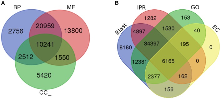 Gene Ontology analysis. (A) Gene ontology functional annotation for biological process (BP), Molecular function (MF), and Cellular component (CC). (B) Overall annotation results from BLAST, InterProScan (IPR), Gene ontology (GO), and KEGG pathway databases.