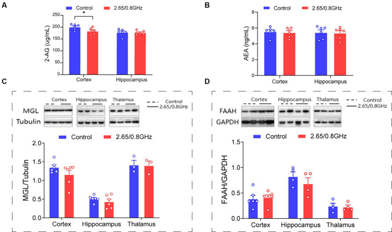 Impact of dual-frequency (2.65/0.8 GHz) EMR on 2-AG molecular levels in mouse brain cortex. (A) Changes in 2-AG molecular levels in the cortex and hippocampus (n = 6 per group). (B) Changes in AEA molecular levels in the cortex and hippocampus (n = 6 per group). (C) Representative western blot and statistical analysis of MGL/Tubulin in the cortex, hippocampus, and thalamus (n = 3–6 per group). (D) Representative western blot and statistical analysis of FAAH/GAPDH in the cortex, hippocampus, and thalamus (n = 4–6 per group). All data are expressed as means ± SEM, *p < 0.05, unpaired t-test in (A–D).
