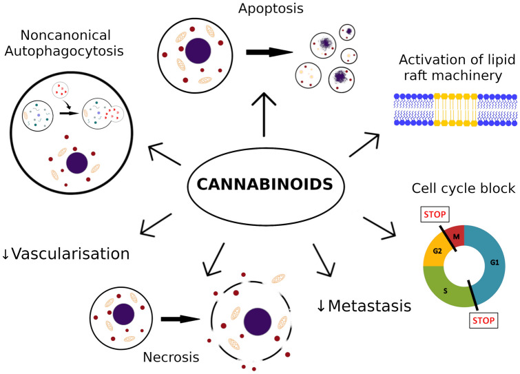 Summary of destructive mechanisms of actions exerted by cannabinoids on melanoma