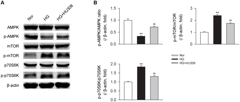 AMPK-mTOR-p70S6K signaling is triggered by HU308 in cardiomyocytes under the challenge of HG. (A) Representative images of the AMPK-mTOR-p70S6K signaling-related proteins. (B) Quantitative analysis of the relative p-AMPK/AMPK, p-mTOR/mTOR and p-p70S6K/p70S6K ratios (n = 5). ∗∗P < 0.01 vs. Nor group; $$P < 0.01 vs. HG group. Nor, normal; DCM, diabetic cardiomyopathy.