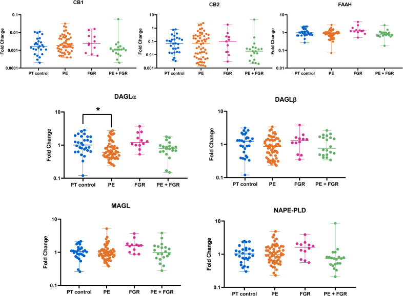 mRNA levels of endocannabinoid system components in gestational age-matched control (PT; preterm, n=29), early onset preeclampsia (eoPE, n=57), fetal growth restriction (FGR, n=12), or eoPE+FGR (n=20) central villous placental biopsies. Data (median and range) are shown as fold-change vs term control. *P<0.05 vs control (Dunn multiple comparison test). CB1 indicates cannabinoid receptor 1; CB2, cannabinoid receptor 2; DAGLα, 1,2-diacylglycerol lipase α; DAGLβ, 1,2-diacylglycerol lipase β; FAAH, fatty acid amide hydrolase; MAGL, monoacylglycerol lipase; and NAPE-PLD, N-acyl phosphatidylethanolamine-specific phospholipase D.