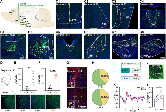 Retrogradely viral tracing identified extensive inputs to the ovBNST, notably from cortical, thalamic, and amygdalar regions, with strong projections from the medial prefrontal cortex (mPFC) and basolateral amygdala (BLA). Acute stress elevated cFos in the mPFC. RNAscope revealed that a substantial proportion of mPFC-ovBNST neurons express cnr1 mRNA, and fiber photometry detected increased eCB2.0 signals in this pathway during acute stress, indicating stress-evoked endocannabinoid release.