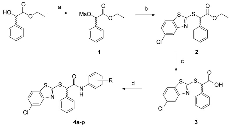 Synthetic route to final compounds 4a–p. Reagents and conditions: (a) mesyl chloride, TEA, THF, 0 °C-r.t.; (b) 5-chloro-2-mercaptobenzothiazole, TEA, THF, 0°-r.t.−50 °C; (c) NaOH 2N, THF, r.t.; (d) substituted aniline, DCC, HOBt, NMM, DMF, 0 °C-r.t.