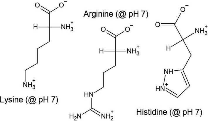 The three amino acids that have positive net charge at homeostatic pH