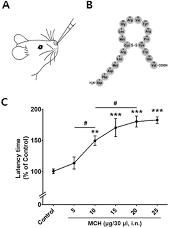 Antinociceptive effects of i.n. MCH in the hot-plate test. I.n. MCH treatment in a mouse (A). Chemical structure of MCH (B). The hot-plate test was performed 30 min after MCH treatment (5, 10, 15, 20, and 25 μg/30 μl, i.n.) or saline (30 μl, i.n.) administration (C). n = 6/group. **p < 0.01, ***p < 0.001 compared to Control group. # p < 0.05 compared to the other dose group. The data were analyzed with a one-way ANOVA followed by Newman–Keuls post hoc tests. The results are expressed as means ± SEM. i.n.: intranasal.