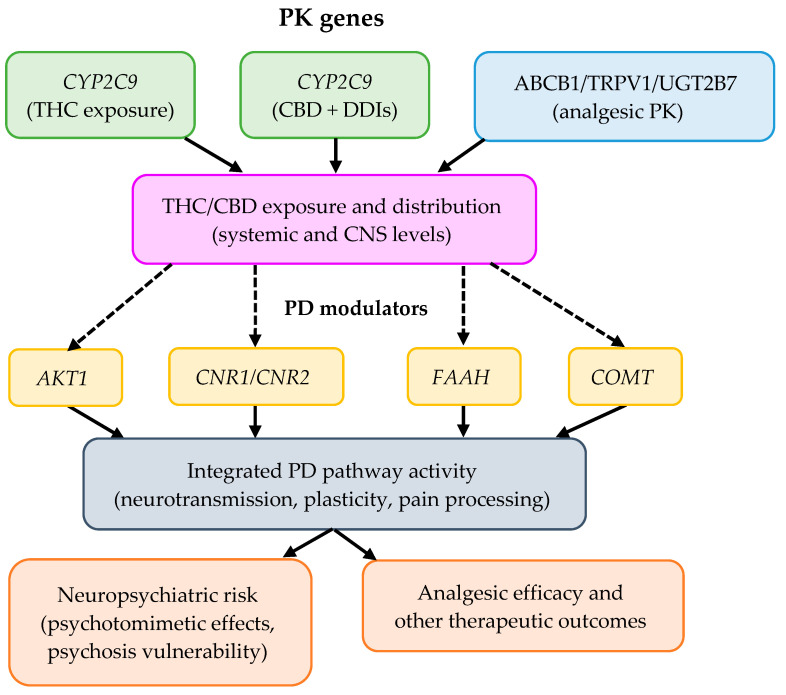 Conceptual PK-PD model of the proposed working hypothesis on gene–gene interactions influencing cannabinoid response.