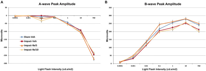 Average flash-evoked scotopic ERG peak A-wave and B-wave amplitudes at ∼2 months after impact. (A) A-wave peak amplitudes, compared across the three brightest light intensities, were similar for sham-vehicle, impact-vehicle, and impact-ral10 mice, but were increased for the impact-ral5 mice (p = 0.0006 relative to sham). (B) B-wave peak amplitudes, compared across the six brightest light intensities, were reduced for impact-vehicle mice (p = 2.8 × 10− 5 relative to sham). Impact mice treated with 5 mg/kg raloxifene showed rescue of the B-wave deficit, with amplitudes increased compared to impact-vehicle mice (p = 2.0 × 10− 10). Raloxifene at 10 mg/ml did not yield rescue, with B-wave amplitudes similar to impact-vehicle mice and significantly less than in sham (p = 3.2 × 10− 5). Errors bars are SEMs. Animal numbers: 15 sham-vehicle mice, 17 impact-vehicle mice, 17 impact-ral5 mice, and 14 impact-ral10 mice.