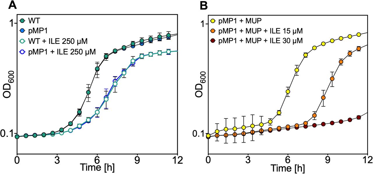 Exogenous isoleucine synergizes with subinhibitory mupirocin to impair growth of mupA-containing strains.(A) Growth of S. aureus LAC wild-type (WT; BS1158) and the isogenic mupA plasmid-containing derivative (pMP1; BS1963) in TSB medium, with or without supplementation with isoleucine at the indicated concentration. (B) Growth of the pMP1 strain in BCAA-free RPMI medium in which growth depends on endogenous BCAA biosynthesis, supplemented with subinhibitory mupirocin (100 μg/mL) alone or in combination with isoleucine at the indicated concentration. Growth was recorded using a BioTek LogPhase 600 microbiology reader, measuring OD600 at 40-min intervals. Data represent means ± SD from biological replicates (n = 3).