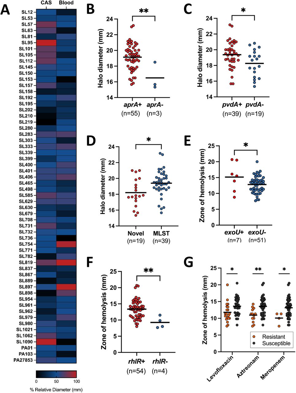 Toxin-encoding genes and antibiotic resistance influence siderophore production and hemolytic activity.P. aeruginosa clinical isolates and type strains were tested on chrome azurol S (CAS) plates to assess siderophore production and blood agar plates to assess hemolytic ability. (A) Heatmap of normalized CAS and blood agar plate zones of inhibition (mm). CAS halo diameter (mm) by presence or absence of genes (B) aprA, (C) pvdA, and by (D) ST type novelty. Each dot represents the average of biological replicates for an individual strain, and black lines indicate the mean of all strains in a group. Hemolytic zone of clearance (mm) in strains with and without genes (E) exoU and (F) rhlR. (G) Zone of hemolysis (mm) by resistance to levofloxacin, aztreonam, and meropenem. Resistant strains are shown as orange dots, and susceptible strains are black dots. Mean is indicated as a solid line. Statistical significance was determined via unpaired t-test (*P<0.05, **P<0.005).