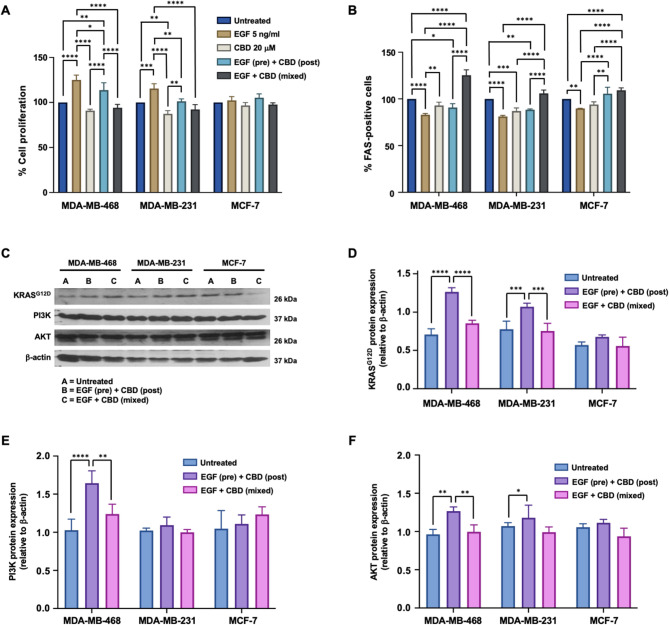 Effects of cannabidiol (CBD) on EGF-induced cancer cell growth and signaling. Breast cancer cell lines were treated with EGF and CBD for 48 h. A Cell proliferation was measured via the PrestoBlue™ Cell Viability Assay, with the untreated group exhibiting 100% proliferation. B The percentage of FAS-positive cells was determined by flow cytometry. C Immunoblot analysis was used to assess the expression of KRAS, PI3K, AKT, and β-actin. Densitometric analysis was performed for (D) KRAS, E PI3K, and F AKT, which were normalized to β-actin. The data represent the means ± standard deviations (SDs) from at least three independent experiments (N = 3). Statistical significance was determined by one-way Analysis of Variance (ANOVA) with Tukey’s Honestly Significant Difference (HSD) post-hoc test, with significance indicated as * p < 0.05, ** p < 0.01, *** p < 0.001, and **** p < 0.0001