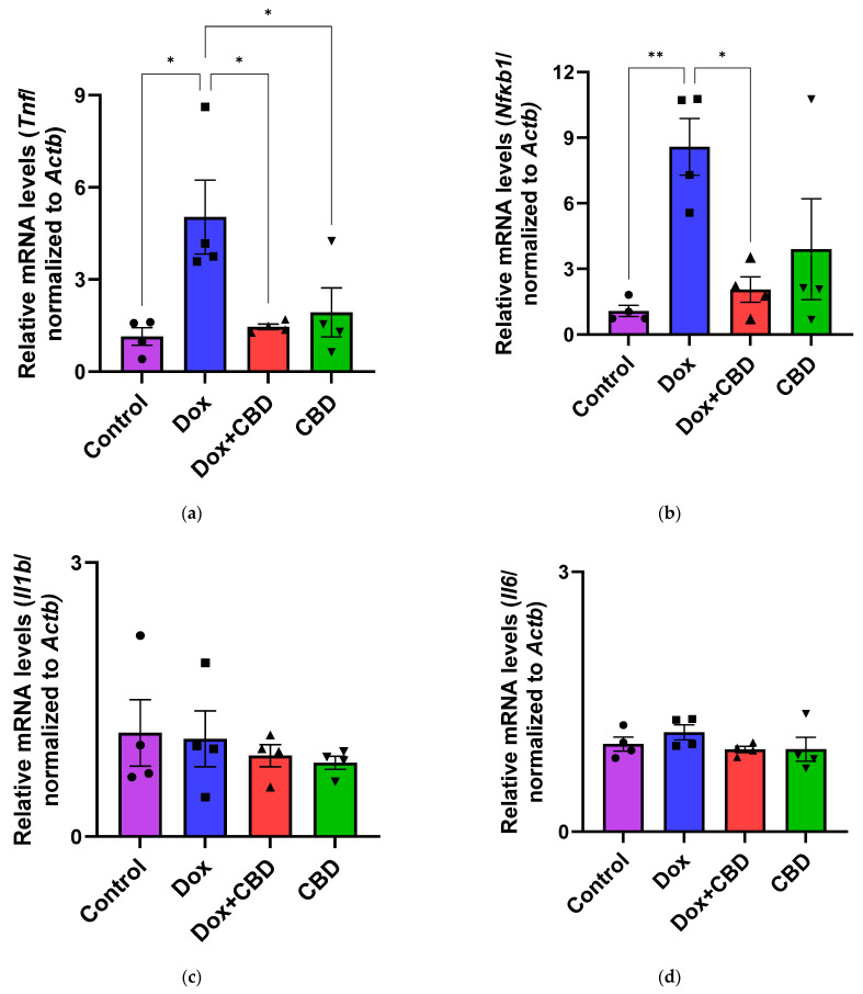 CBD suppressed neuroinflammatory response in the prefrontal cortex of DOX-injected rats. Quantification of gene expression by qPCR. Relative mRNA expressions of Tnf (a), Nfkb1 (b), Il1b (c), Il6 (d), Tgfb1 (e), Il10 (f), GFAP (g), Aif1 (h) were measured. Real-time PCR results were standardized against Actb, and data are presented as mean ± SEM. n = 4/group; *, **, ***: significant differences observed for p ≤ 0.05, p ≤ 0.01, and p ≤ 0.001, respectively (one-way ANOVA followed by Tukey’s post hoc test). DOX—doxorubicin; CBD—Cannabidiol; qPCR—real-time polymerase chain reaction; Tnf—tumor necrosis factor; Nfkb1—Nuclear factor kappa-light-chain-enhancer of activated B cells Subunit 1; Il1b—Interleukin beta 1; Il6—Interleukin 6; Tgfb1—Transforming growth factor beta 1; Il10—Interleukin 10; Aif1—Allograft inflammatory factor 1; Gfap—glial fibrillary acidic protein; Actb—beta actin. Some error bars may be too small to see on the chart.
