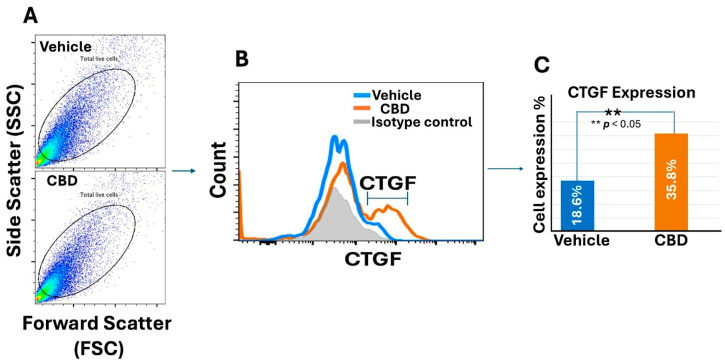 CBD-enhanced CTGF expression during wound healing process in db/db mice. (A) Flow cytometric panels (SSC/FSC), gated on live cells from wound sites treated with vehicle or CBD. (B) Histogram displays CTGF expression and (C) quantification of flow cytometry data (** p < 0.05).