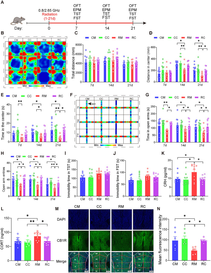 Overexpression of CB1R in the mPFC significantly alleviated anxiety in male mice induced by dual-frequency electromagnetic radiation. (A) Time axis of dual-frequency electromagnetic radiation (0.8/2.65 GHz, 4 W/Kg, 4h/day, 21 days) (RM group: 10:00–12:00, 0.8 GHz; 12:00–14:00, 2.65 GHz; RC group: 14:00–16:00, 0.8 GHz; 16:00-18:00, 2.65 GHz). (B–E) Open field test (OFT, 7d, 14d, 21d, 8:00–12:00); Representative heat map for statistical analysis of OFT results (n = 10/group) (B), total distance (C), central distance (D), and time spent in the center (E). (F–H) Elevated plus maze test (EPM, 7d, 14d, 21d, 18:00–22:00); Representative heat map for statistical analysis of EPM results (n = 10/group) (F), time spent in the open arms (G), and the number of open arm entries (H). (I) Tail suspension test (TST, 20d, 18:00–22:00), relative immobility time (n = 10/group). (J) Forced swim test (FST, 22d, 8:00–12:00), relative immobility time (n = 10/group). (K) Serum CRH levels as determined by ELISA (n = 10/group). (L) Serum CORT levels as determined by ELISA (n = 10/group). (M, N) Immunofluorescence of CB1R in the mPFC: Representative CB1R, DAPI, and merged images (M), and mean CB1R fluorescence intensity in the mPFC (n = 6/group) (N). All data are expressed as means ± SEM, *p < 0.05, **p < 0.01. All results were analyzed using the one-way ANOVA. CM, Control + MCS; CC, Control +Cnr1; RM, Radiation (0.8/2.65 GHz) + MCS; RC, Radiation (0.8/2.65 GHz) + Cnr1.