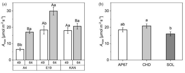 Net photosynthetic capacity in relation to light intensity Amax [µmol m−2 s−1] of (a) A4, E19, and KAN at 49 DAP and 64 DAP and (b) AP67, CHD and SOL over both acquisition dates. Means covered by at least one identical lowercase letter did not differ significantly at α = 0.05, within each measurement or light spectra. Means covered by at least one identical uppercase letter did not differ significantly at α = 0.05, within strain as indicated by a Tukey-test.