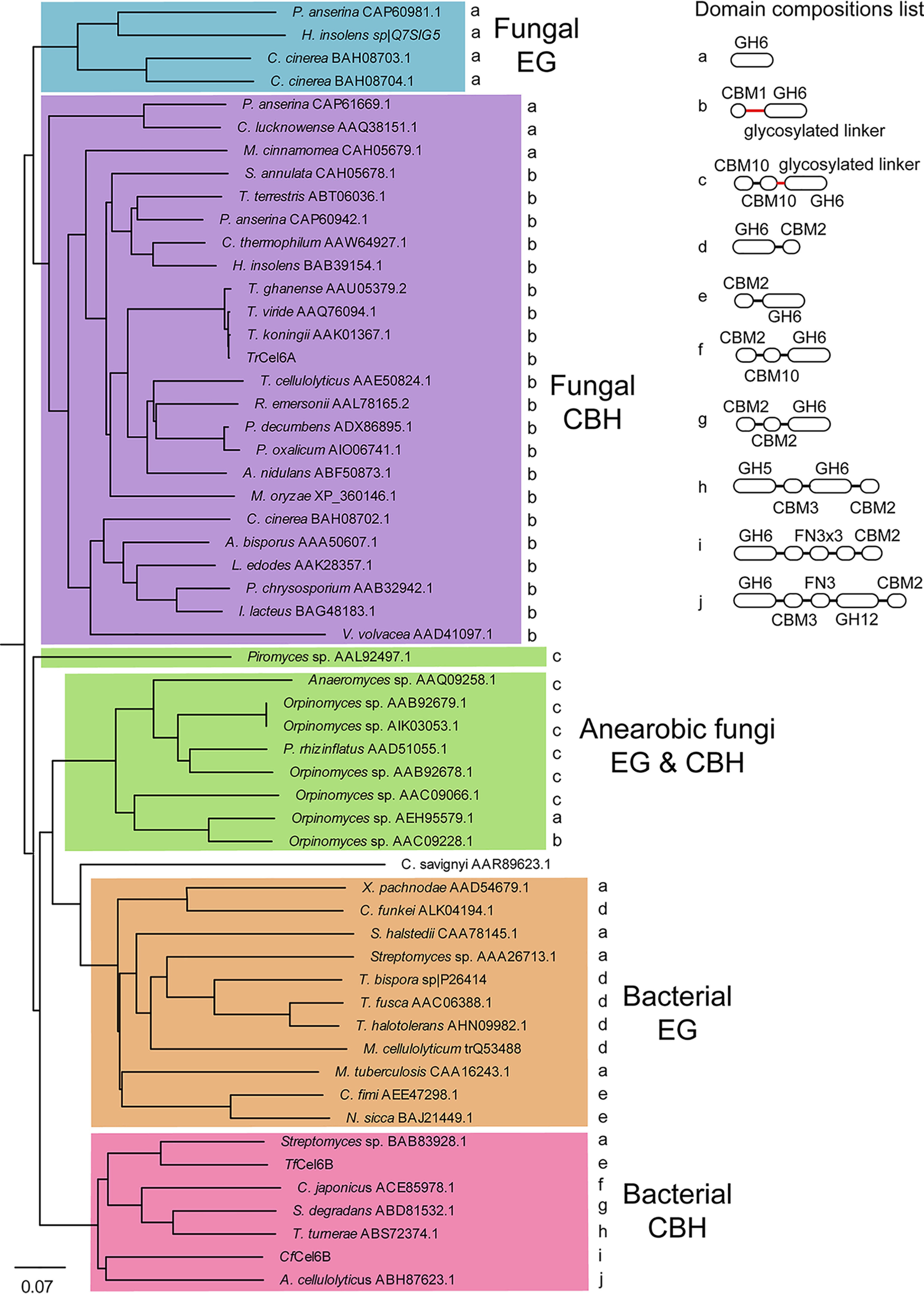 Phylogenetic tree of GH6 CD from bacteria and fungi and their domain compositions. GH6 enzymes in CAZy database were analyzed. GH6 regions were determined by homology modeling by SWISS-MODEL server and aligned depending on their structures using MODELLER. CBH and EG were classified according to the description in CAZy or original papers. Domain compositions were extracted from NCBI database or results of homology modeling. Glycosylated linkers are shown in red.