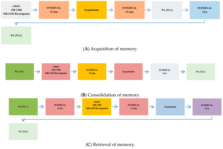 The scheme of co-administration of drugs and behavioural experiments during the assessment of memory acquisition (A), consolidation (B), or retrieval (C) in the PA test in mice.