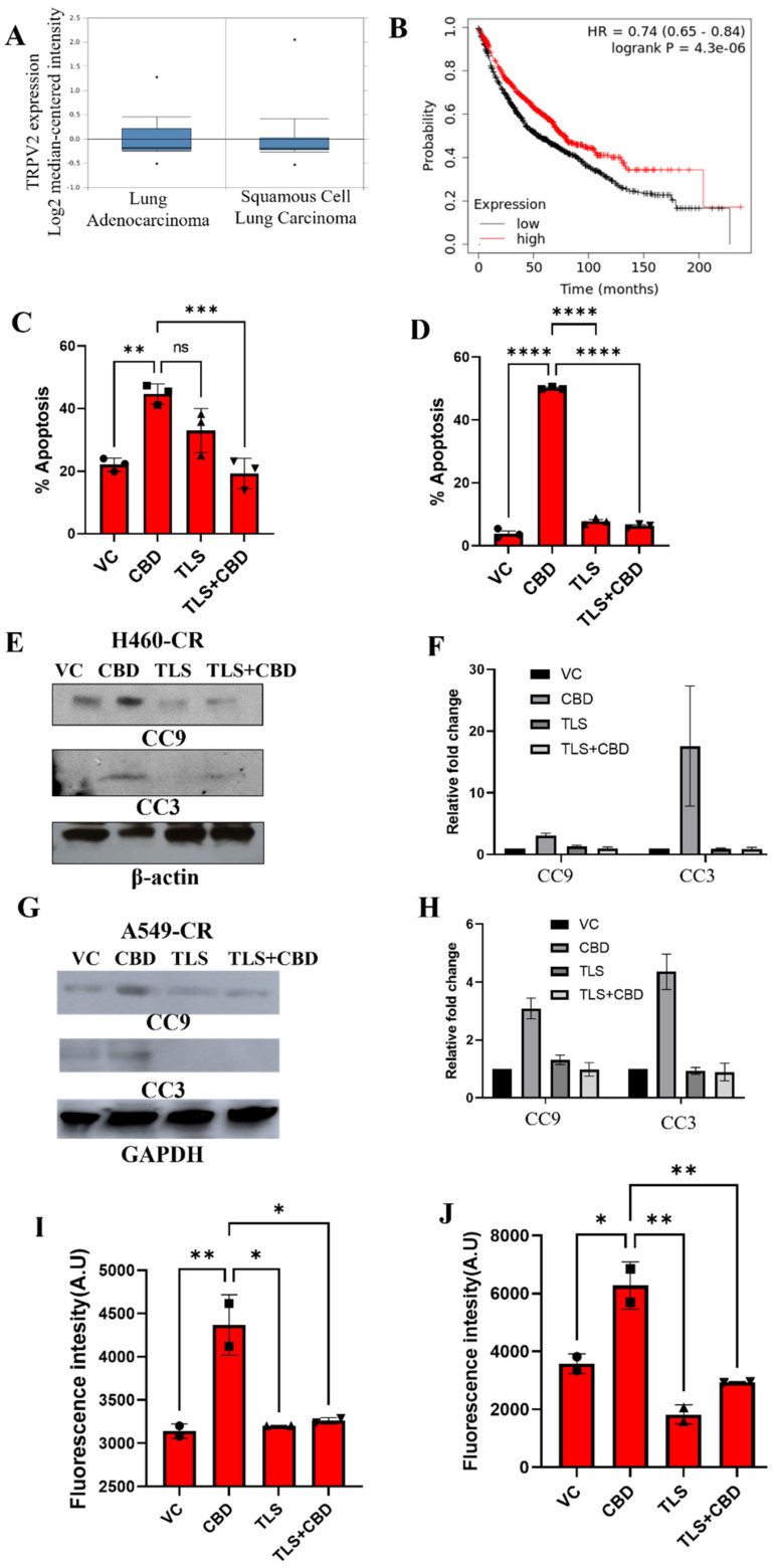 CBD interacts with TRPV2 channel to induce apoptosis. (A) Analysis of TRPV2 expression in lung adenocarcinoma (n = 63) and squamous cell carcinoma (n = 75) patient tumors using TCGA dataset. (B) The association between TRPV2 expression (low vs high) and overall survival of lung cancer patients was analyzed using KM plotter. (C) H460-CR and (D) A549-CR cell lines were treated with VC or CBD in the presence or absence of TLS. The percentage apoptosis was evaluated using annexin/7-AAD staining and flow cytometry. Cell lysates from (E) H460-CR and (G) A549-CR cell lines treated with VC or CBD in the presence or absence of TLS were analyzed for the expression of apoptosis markers, cleaved caspase 9 (CC9), and cleaved caspase 3 (CC3) by Western blot analysis using beta-actin and GAPDH as loading control. (F,H) Graphs represents densitometric ratio in fold change for (E,G), respectively. (I) H460-CR and (J) A549-CR cell lines were treated with VC or CBD, the presence or absence of TLS, and the free intracellular calcium levels were analyzed by estimating fluorescence intensity of calcium green-1-AM staining. Data are represented as Mean ± S.D (* p < 0.01, ** p < 0.001, *** p < 0.001, **** p < 0.0001, ns; non-significant). Statistical comparisons between two groups were carried out using Students t-test, while a one-way ANOVA was used for more than two groups.