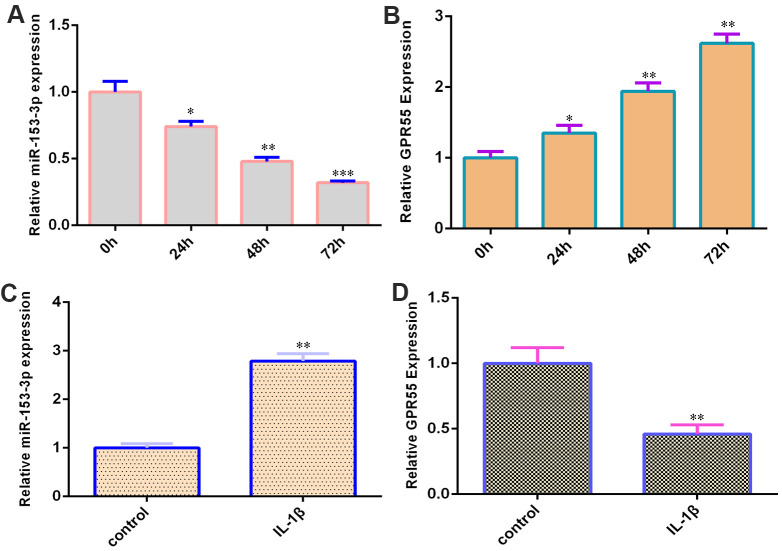 miR-153-3p is decreased and GPR55 is overexpressed during NSC differentiation. (A) The expression of miR-153-3p was measured by qRT-PCR. (B) The expression of GPR55 was measured by qRT-PCR. (C) IL-1β induces miR-153-3p expression in NSCs. (D) The expression of GPR55 is determined by qRT-PCR. *p<0.05, **p<0.01 and ***p<0.001. Error bars represent the s.d. of relative experiment from n=3 replicates.
