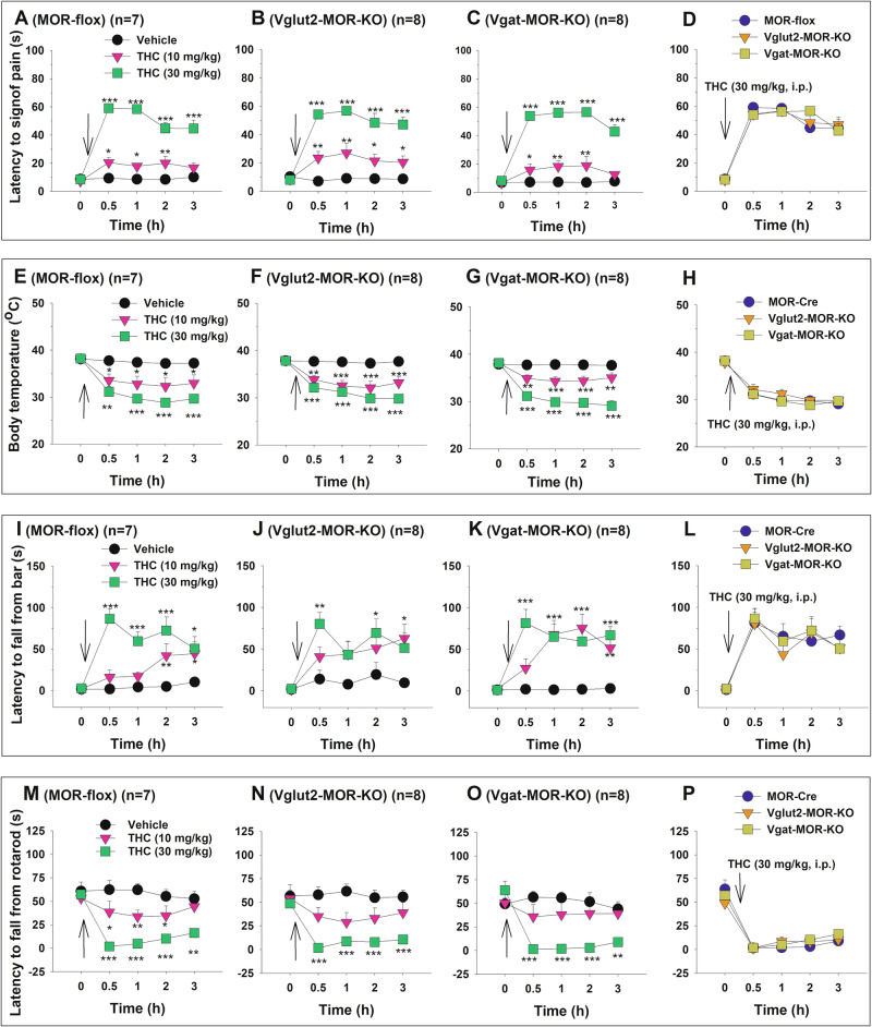 Δ9-THC-induced tetrad effects in conditional MOR-KO mice and their wild-type (MOR-flox) littermates.A–C Dose-dependent analgesic effects of Δ9-THC (0, 10, 30 mg/kg, i.p.) observed in MOR-flox (A), Vglut2-MOR-KO (B), and Vgat-MOR-KO (C) mice. D Analgesic effects of 30 mg/kg THC across the three genotypes, showing no significant genotype differences in Δ9-THC-induced analgesia. E–G Dose-dependent hypothermic effects of Δ9-THC (0, 10, 30 mg/kg, i.p.) observed in MOR-flox (E), Vglut2-MOR-KO (F), and Vgat-MOR-KO (G) mice. H Hypothermic effects of 30 mg/kg THC across the three genotypes, showing no significant genotype differences in THC-induced hypothermia. I–K Dose-dependent cataleptic effects of Δ9-THC (0, 10, 30 mg/kg, i.p.) observed in MOR-flox (I), Vglut2-MOR-KO (J), and Vgat-MOR-KO (K) mice. L Cataleptic effects of 30 mg/kg THC across the three genotypes, showing no significant genotype differences in THC-induced catalepsy. M–O Dose-dependent effects of Δ9-THC (0, 10, 30 mg/kg, i.p.) on rotarod locomotor performance observed in MOR-flox (M), Vglut2-MOR-KO (N), and Vgat-MOR-KO (O) mice. P Locomotor impairment induced by 30 mg/kg THC across the three genotypes, showing no significant genotype differences in THC-induced locomotor impairment. *p < 0.05, **p < 0.01, ***p < 0.001, compared to vehicle at each time point. n = 7 MOR-flox mice, 8 Vglut2-MOR-KO mice, and 8 Vgat-MOR-KO mice.