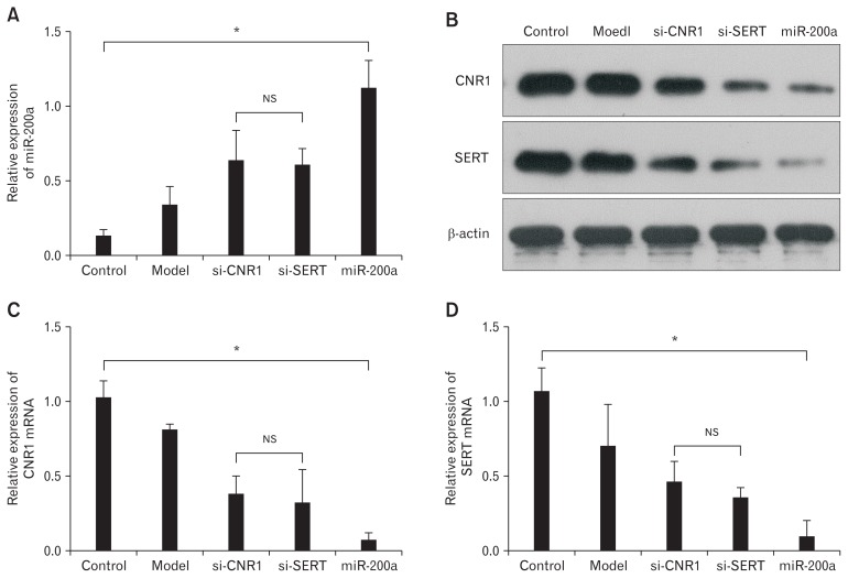 MicroRNA-200a (miR-200a) more strongly inhibited the expression of cannabinoid receptor 1 (CNR1) and serotonin transporter (SERT) in diarrhea-predominant irritable bowel syndrome colonic epithelial cells (CECs) than si-CNR1 and si-SERT. (A) Quantitative real-time polymerase chain reaction (qRT-PCR) showed successful transfection of miR-200a, si-CNR1, and si-SERT (*P < 0.05, ANOVA), and there were no significant differences between si-CNR1 group and the si-SERT group (NS, least significant difference [LSD]). (B) Western blot showed that CNR1 and SERT were lowly expressed in the miR-200a and si-CNR1/si-SERT groups compared to the model group. Furthermore, CNR1 and SERT were significantly downregulated in the miR-200a group compared to the si-CNR1 and si-SERT groups. (C, D) Quantitative RT-PCR shows similar results to western blot (*P < 0.05, ANOVA; NS, LSD).